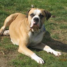 Amerikansk bulldog zeus