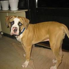 Amerikansk bulldog zeus