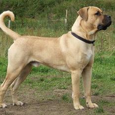 Boerboel ~ Victor ~ R.I.P