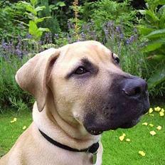 Boerboel ~ Victor ~ R.I.P