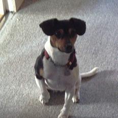 Dansk svensk gaardhund christine