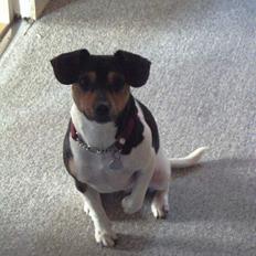 Dansk svensk gaardhund christine