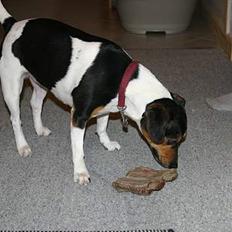 Dansk svensk gaardhund christine