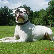 Amerikansk bulldog Herkules