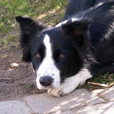 Border collie Chili