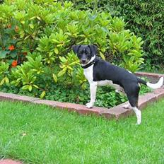 Dansk svensk gaardhund Thor