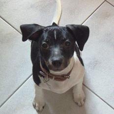 Dansk svensk gaardhund Thor