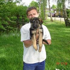 Schæferhund almebo`s gangster (kuno)