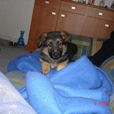 Schæferhund almebo`s gangster (kuno)