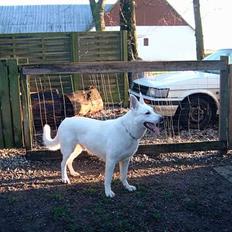 Hvid schæfer Skagens Nero