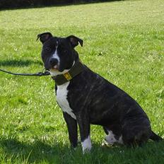 Amerikansk staffordshire terrier Taz..