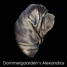 Mastino napoletano Dommergaardens Alexandros
