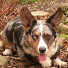 Welsh corgi cardigan Basse (Blue Merl)
