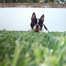 Blanding af racer Nielson