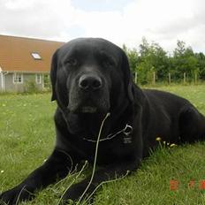 Labrador retriever Spike