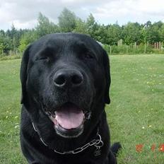 Labrador retriever Spike