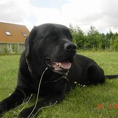 Labrador retriever Spike