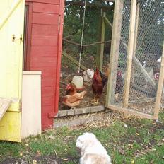 Blanding af racer perle