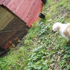 Blanding af racer perle