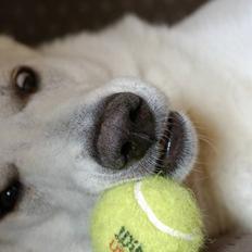 Hvid Schweizisk Hyrdehund Gilbert RIP 05-08-2011