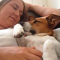 Dansk svensk gaardhund Buster