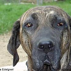 Fila brasileiro Garbosa De Los Tres Naran