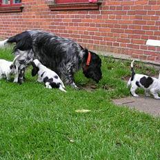 Cocker spaniel perle