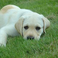 Labrador retriever Rolex