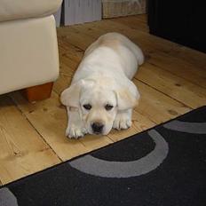 Labrador retriever Rolex