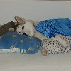 Siberian husky A'tebs Rob roy