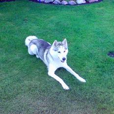 Siberian husky A'tebs Rob roy