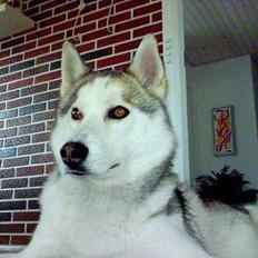 Siberian husky A'tebs Rob roy