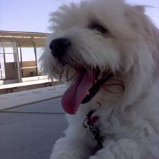 Coton de tulear Bernard 