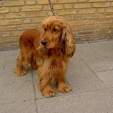 Cocker spaniel Tika