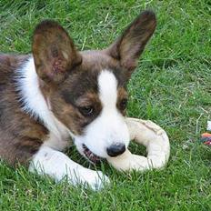Welsh corgi cardigan Faarup Xray