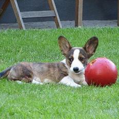 Welsh corgi cardigan Faarup Xray