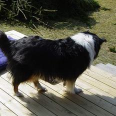 Collie langhåret Nala( DØD)