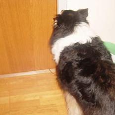 Collie langhåret Nala( DØD)