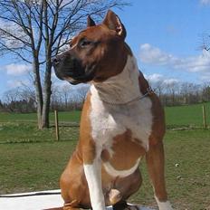 Amerikansk staffordshire terrier alvarez´s ramon candel