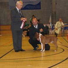 Amerikansk staffordshire terrier alvarez´s ramon candel