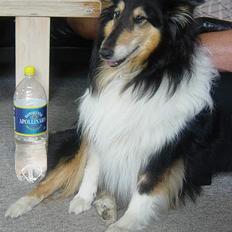 Collie langhåret Nala( DØD)
