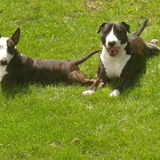 Blanding af racer Tyzon