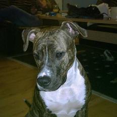 Amerikansk staffordshire terrier milla