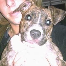 Amerikansk staffordshire terrier milla