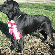 Labrador retriever Balder Død 4/1-06