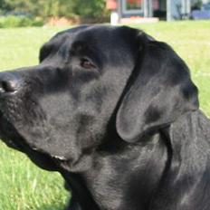 Labrador retriever Balder Død 4/1-06