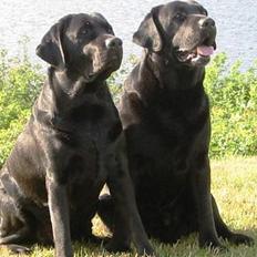 Labrador retriever Balder Død 4/1-06