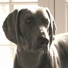 Weimaraner Sønderskoven's Aiko 