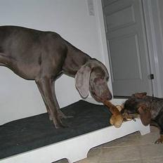 Weimaraner Sønderskoven's Aiko 