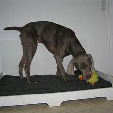 Weimaraner Sønderskoven's Aiko 